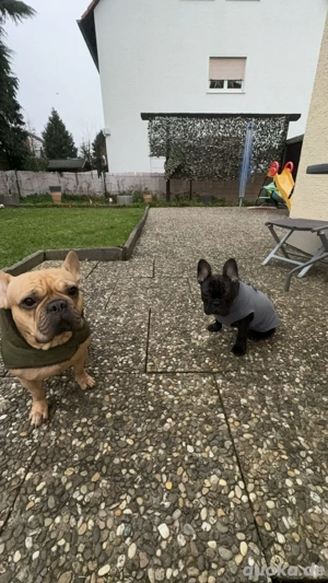 super süße Französische Bulldogge 