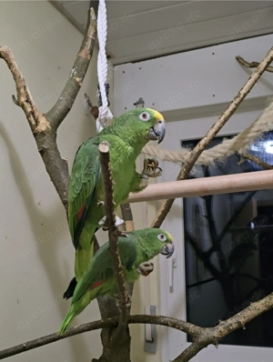 Junges Surinam-Amazonen-Paar Gelbscheitel-Amazonen