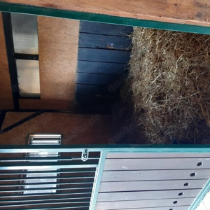 Platz für 1 Isländerwallach frei