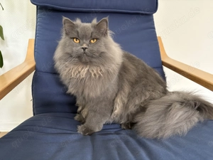 BLH  BKH Deckkater Blau