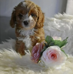 Zuckersüße Cockapoo suchen liebevolle Familien 