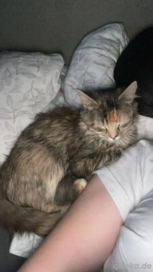 verkaufen unsere mix katze 