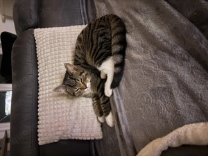 Kater sucht neues zu Hause 