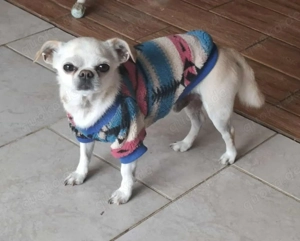 Loki, Minihund sucht neues Zuhause