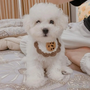 Welpen Bichonfrise