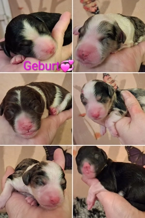 Mini Aussiedoodle F1