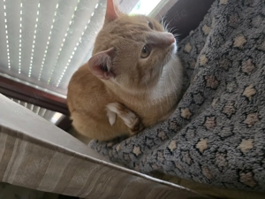 Kater abzugeben Bild 2