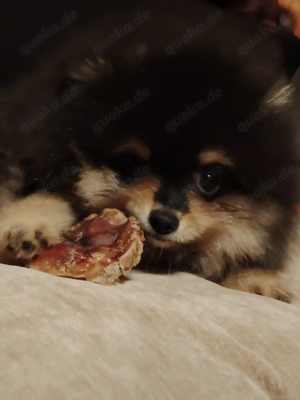 Pomerania Zwergspitz Reinrassig!