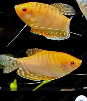 3 Goldene Fadenfische