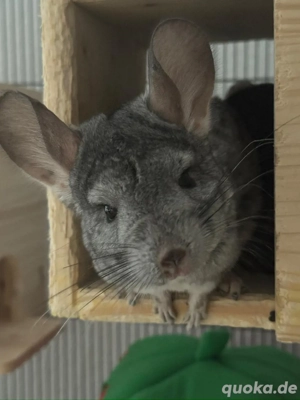 chinchilla zu verkaufen ab 70  