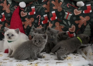 Bkh Kitten  Ab dem 15.01.2026 Abgabebereit  