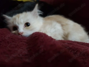 Katzenkinder Langhaar und Kurzhaar