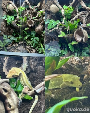 Kronengecko mit oder ohne Terrarium