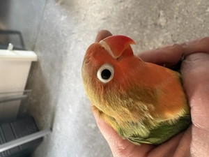 Pfirsichköpfchen Nachwuchs 