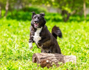 Der aktive und intelligente Thor sucht eine Familie