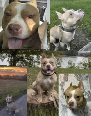 Junger Hund,nicht kastriert