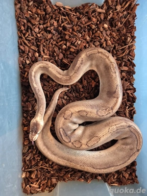 Königspython Champagne 