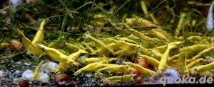 Yellow Neon Stripe Zwerggarnelen Garnelen Neocaridina davidi Bild 2