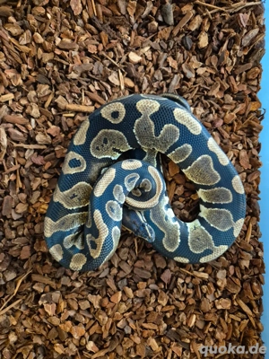 Königspython Classic 