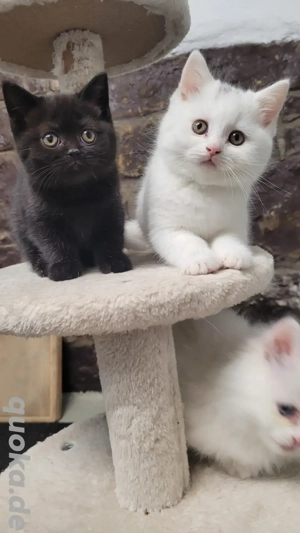 britisch kurzhaar kitten 