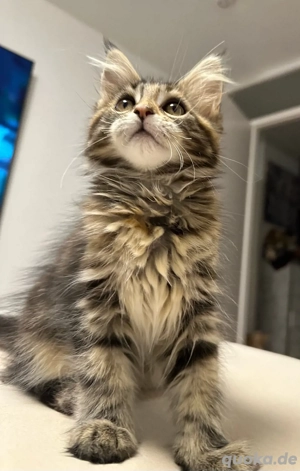 Kleine Maine-Coon Prinzessin   geboren am 20. September 