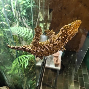  Riesengecko rhacodactylus Leachianus Koghis Friedel