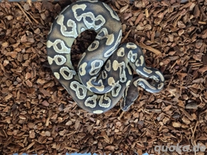 Königspython Cinnamon 