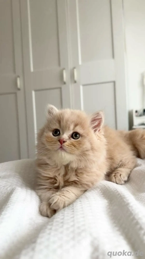 BKH und Britisch Long Hair Kitten 