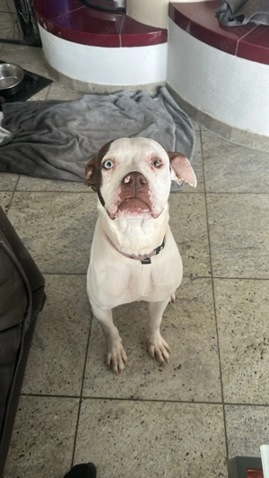 Boxermischlung 8monate aus Tierschutzverein in gute Hände!