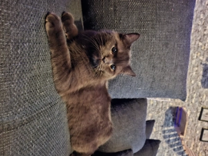 Deckkater BKH Siam Ragdoll Kater Bild 2