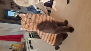 Deckkater BKH Siam Ragdoll Kater