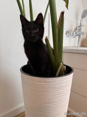 BKH mix kater schwarz 