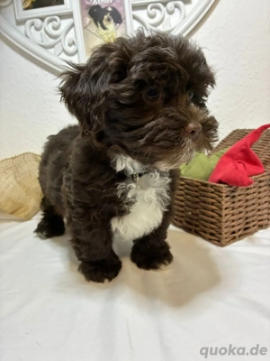 Havaneser Welpe mit Ahnentafel