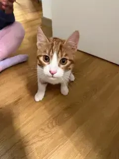 5 Monate Alter Kater Minou Kostenlos abzugeben   Hohberg 