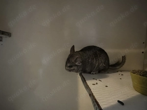 Chinchillas suchen neues zu Hause 