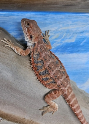 Bartagame Männchen 