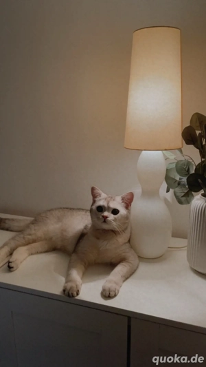 BKH Chinchilla Deckkater