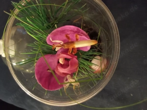 Orchideenmantis, Hymenopus coronatus, Gottesanbeterin, Mantide