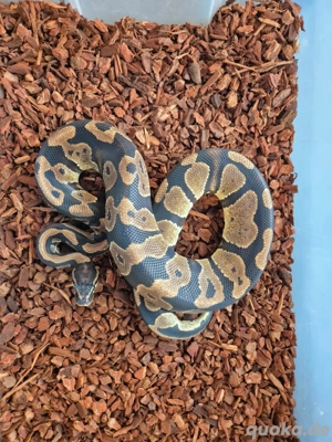 Königspython Copper het Pied 