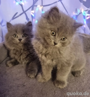 BKH Jungs, Reinrassigen kitten 