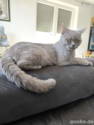 Sima sucht ein neues Zuhause