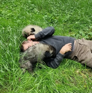 reinrassige Portugiesischer Schäferhund (Estrela) Welpen Bild 3