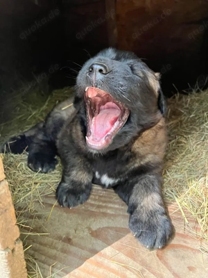 reinrassige Portugiesischer Schäferhund (Estrela) Welpen Bild 2