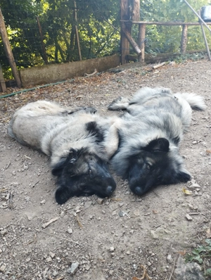 reinrassige Portugiesischer Schäferhund (Estrela) Welpen Bild 4