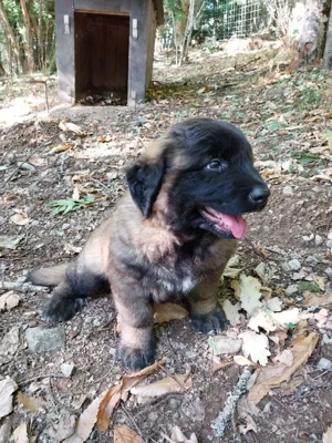 Welpen portugiesischer Schäferhund (Estrela)