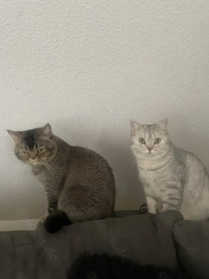 2 Britisch Kurzhaar Kater 