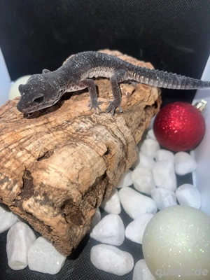 letzte Chance Für Hamm wunderschönes Black Night Weibchen 0.1