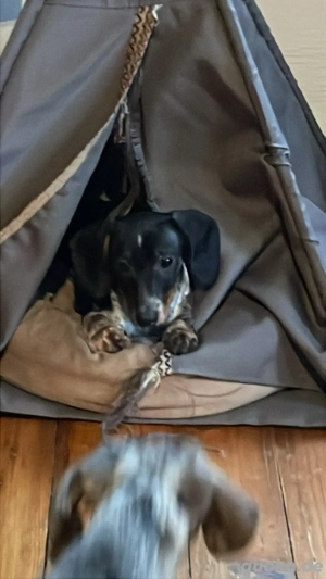 Zwergdackel Dackel Welpen