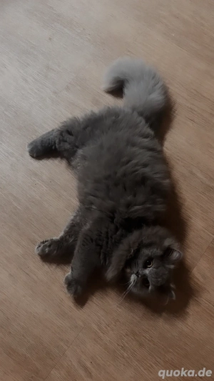 Wunderschöne Britisch Langhaar Katze   Luna sucht ein liebevolles Zuhause 