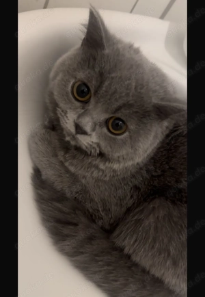  Liebevolle Britisch Kurzhaar Katze sucht ein neues Zuhause 